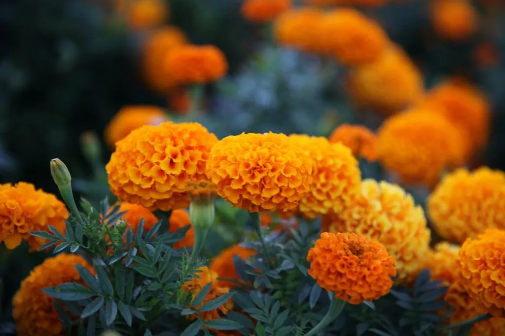Marigold, also known as Dao Rueng flower, with blur background