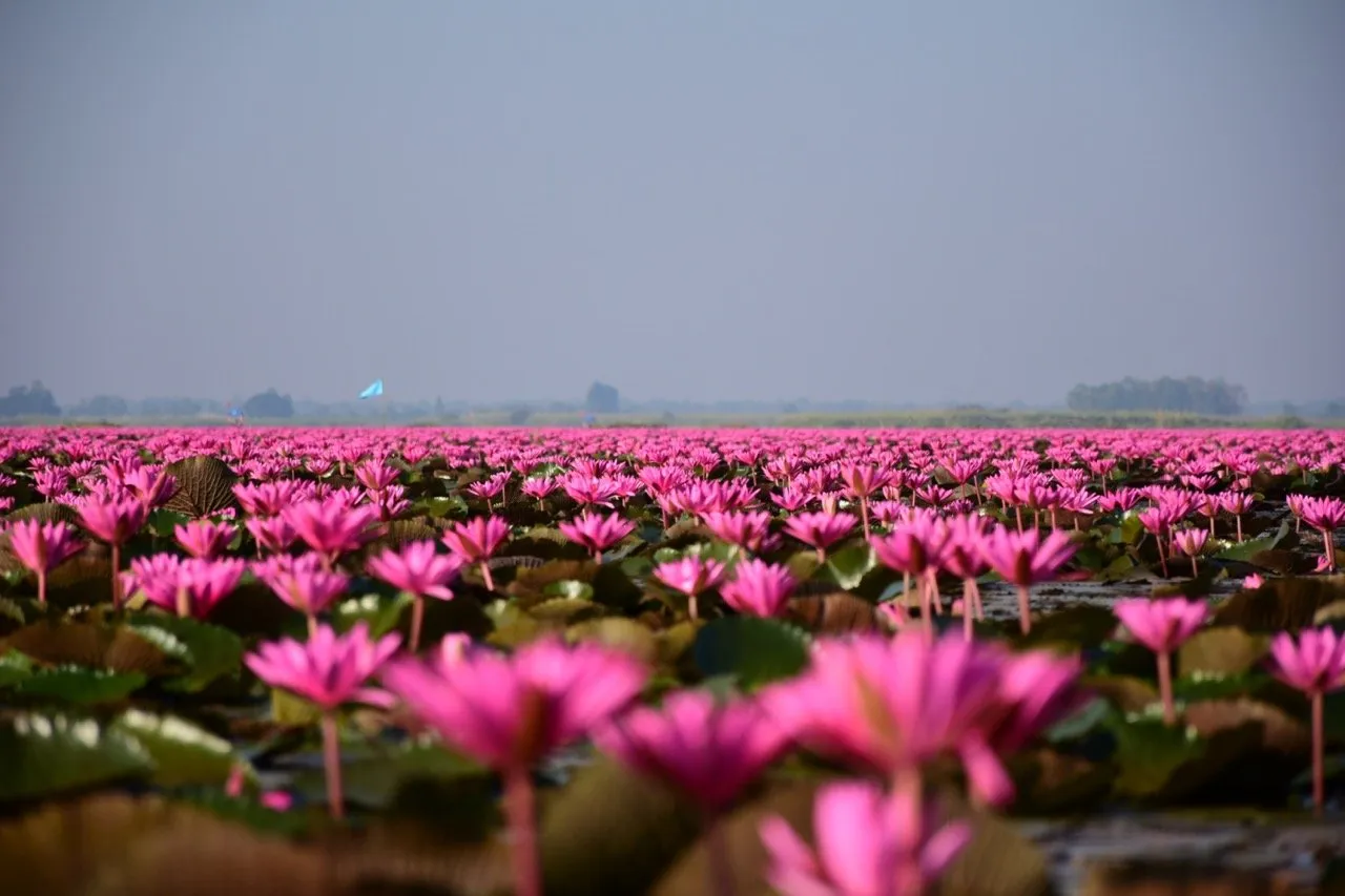 Thousands of Red Lotuses in the Red Lotus Lake 
