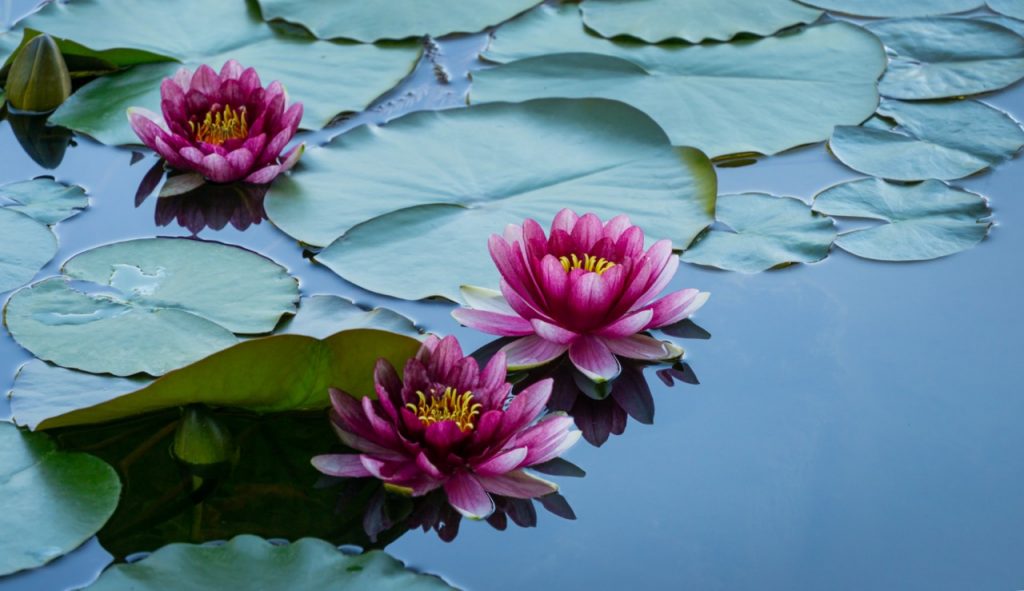 Red Lotuses