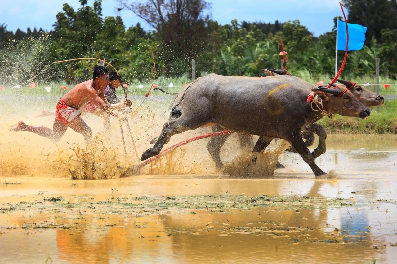 Water buffalos racing during the Buffalo Racing Festival
