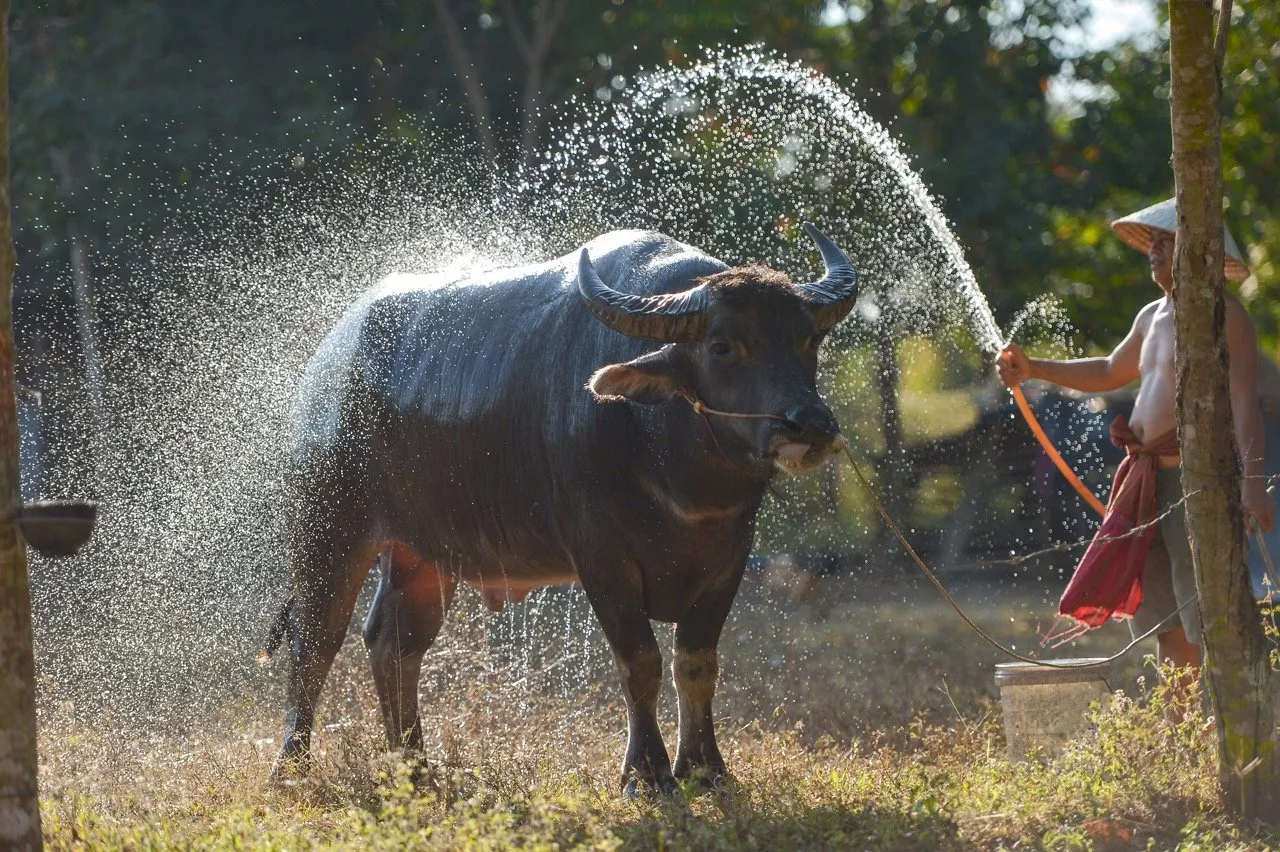 Water Buffalo getting washed by a farmer