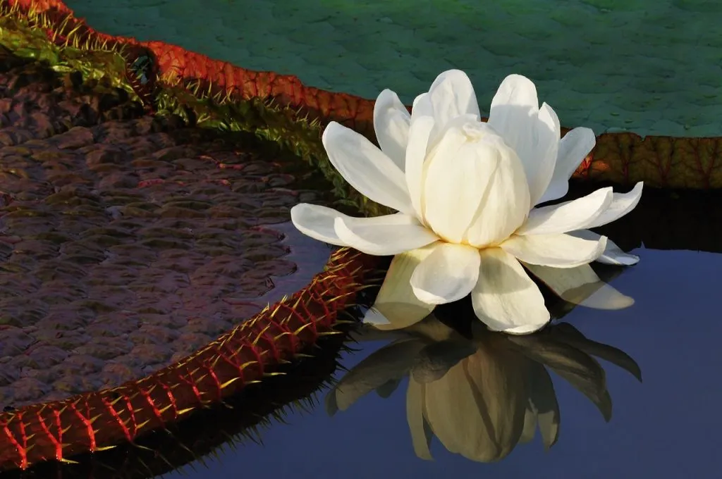 Bua Kradong, also part of the family of water lilies, in the pond and it can be distinguished by the massive lily pad