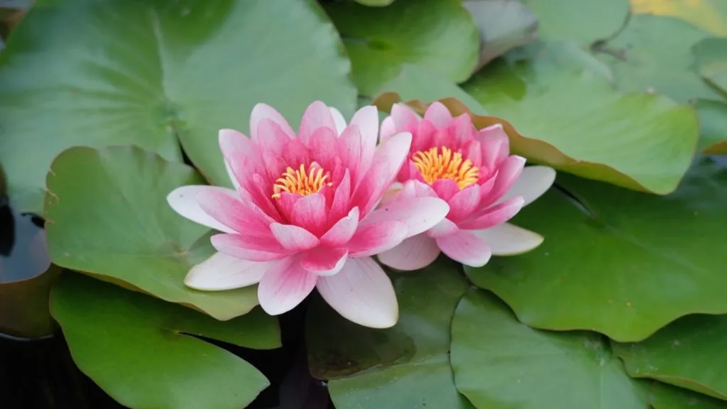 Pink Bua Sai or water lilies in the pond among lotus leaves