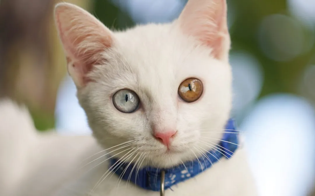 Felicitous Felines: Beliefs About Thai Cats and Breed Characteristics