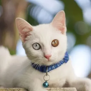 Khao Manee cat with two colored eyes