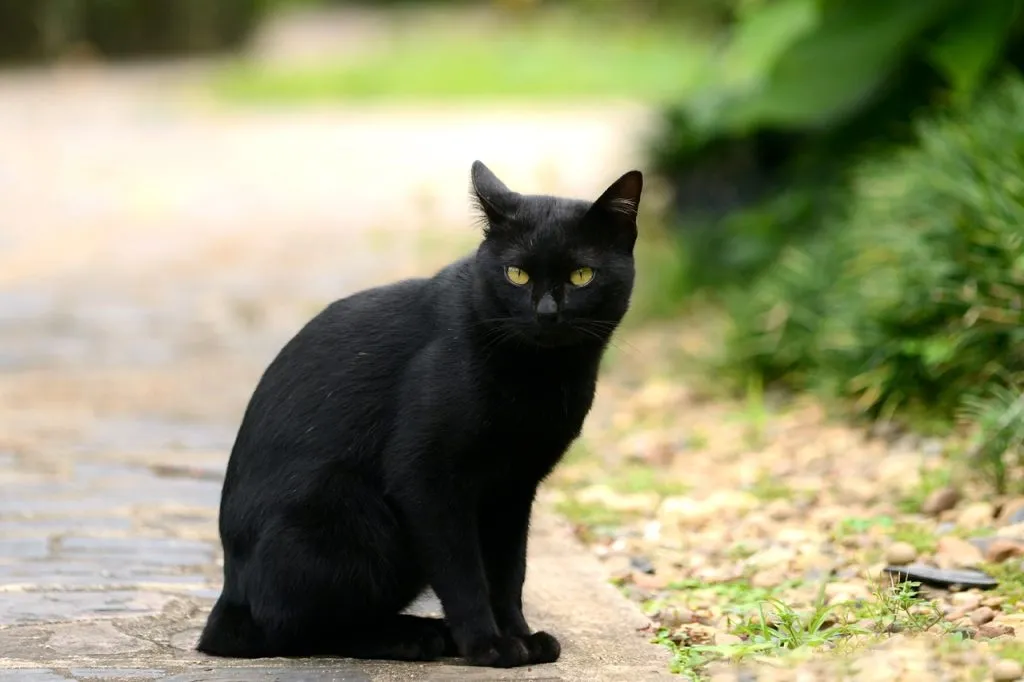 Konja cat with black fur and golden eyes sitting down