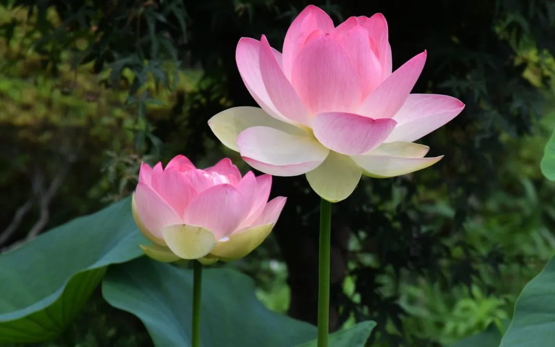 The Lotus Flower is Everything, Everywhere, All At Once (in Thailand)