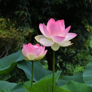 Two lotus flowers in the pond