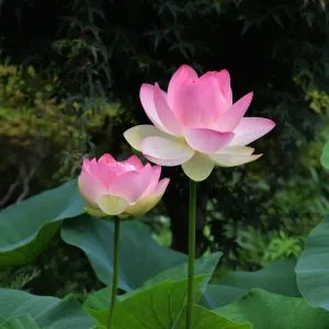 Two lotus flowers in the pond