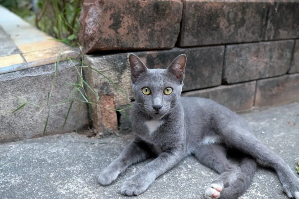 Si Sawat cat with silver fur and bright green eyes laying on the floor