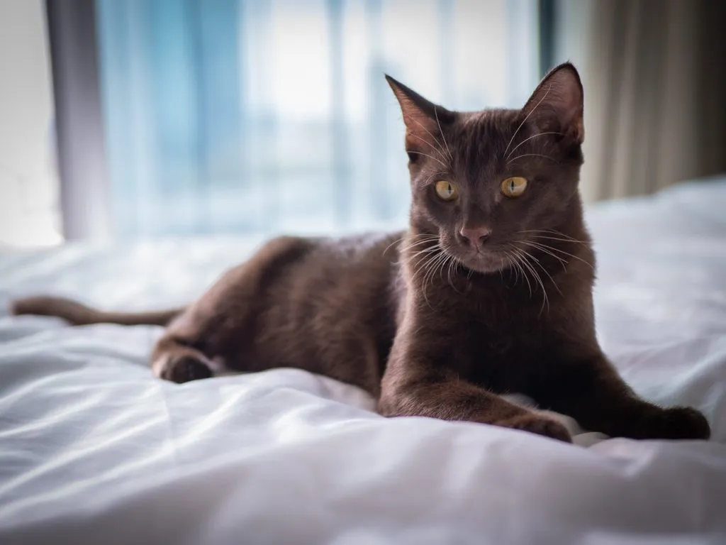 Suphalak cat with brown short-haired and golden yellow eyes laying on the bed