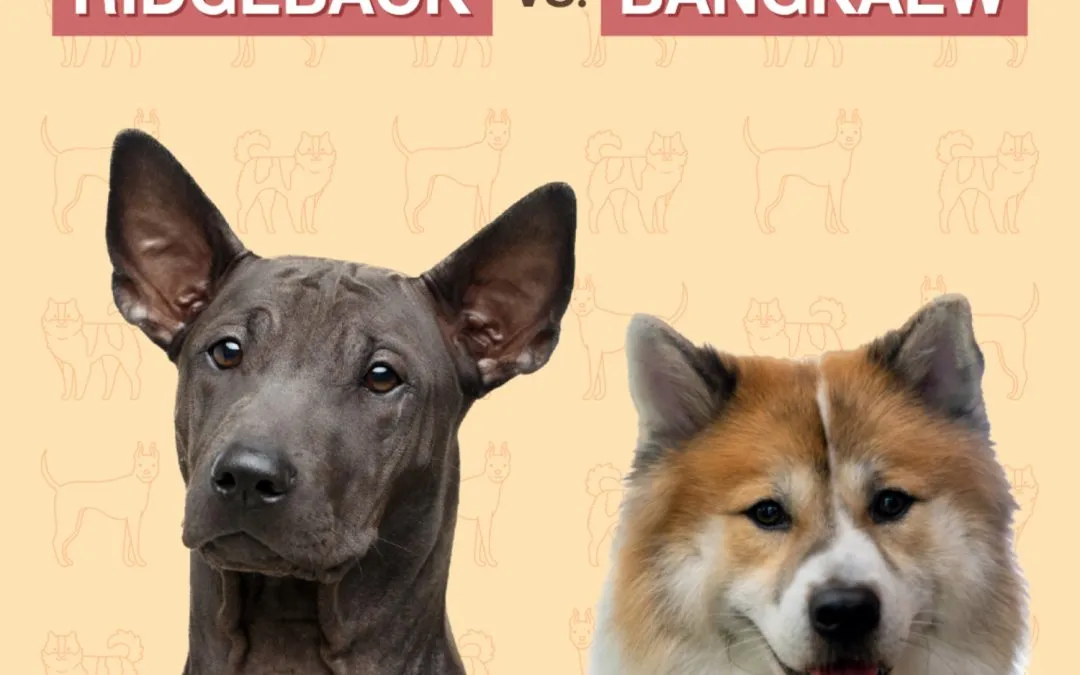 A Tail of Two Breeds: Ridgeback vs. Bangkaew