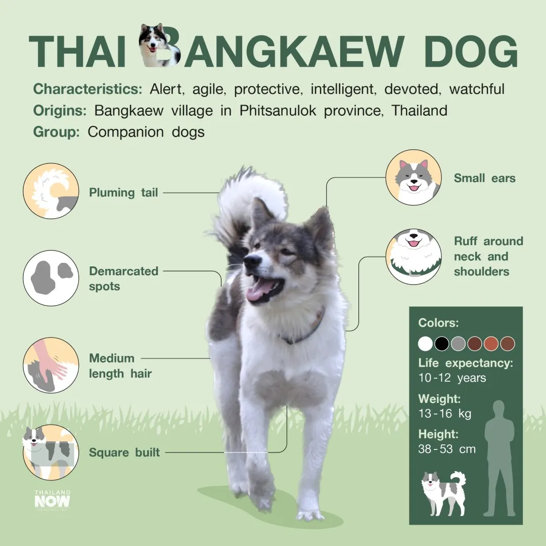 Thai Bangkaew Dog infographic
