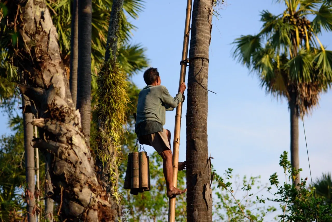 A man climbing up a sugar palm tree