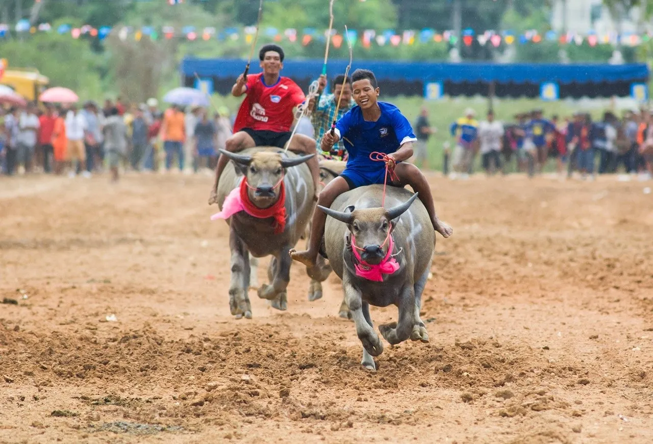 Water buffalos racing during the Buffalo Racing Festival