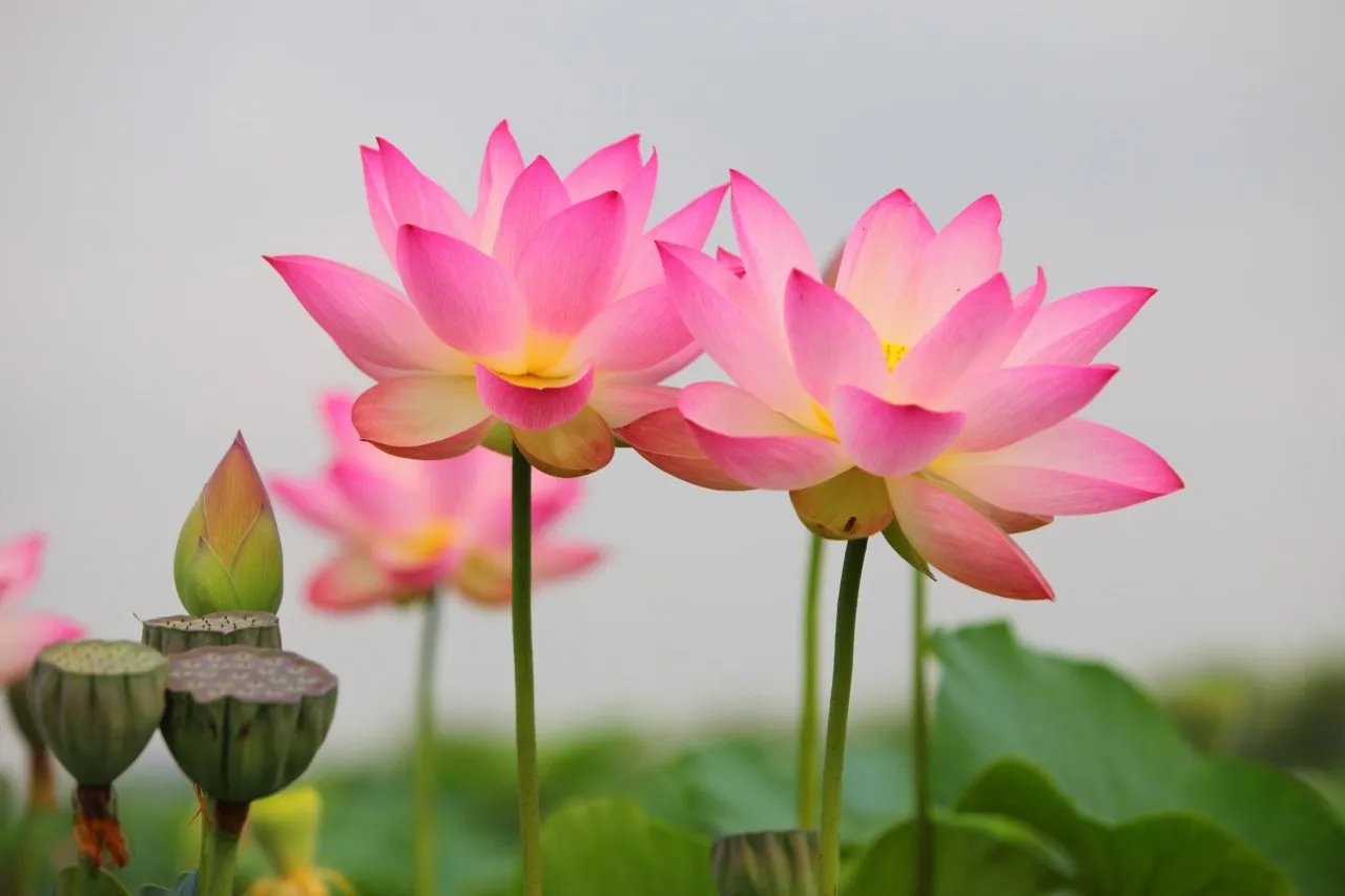 Lotus flowers