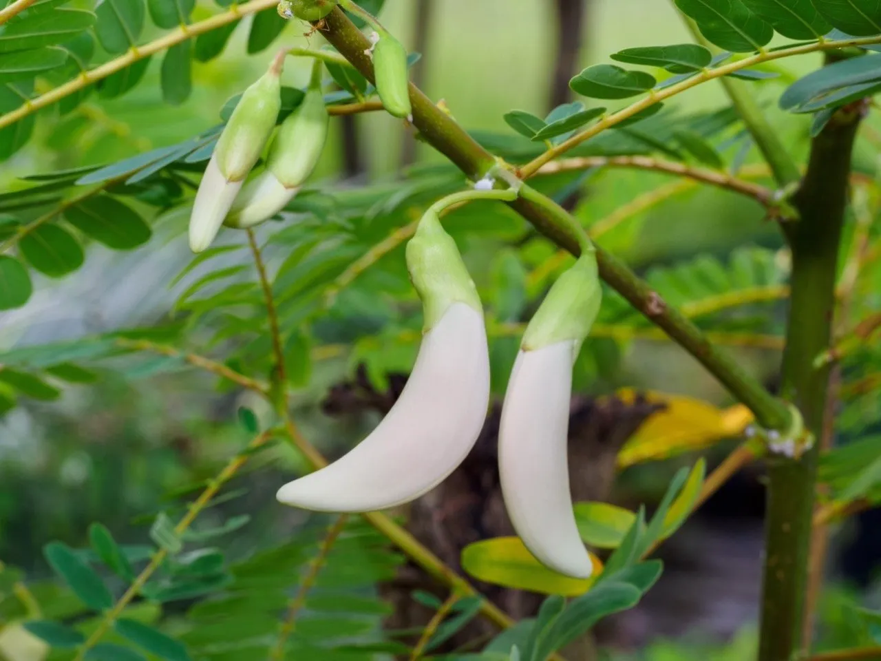 Agasta/Sour Katuri or dok khae