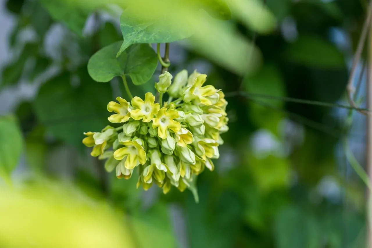 Cowslip creeper or dok kajorn