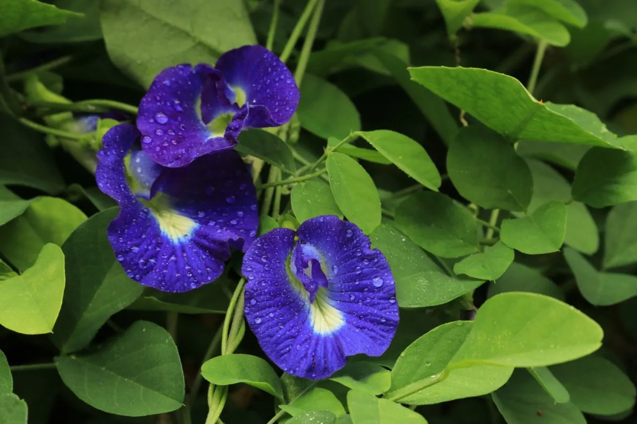 Butterfly pea or dok anchan