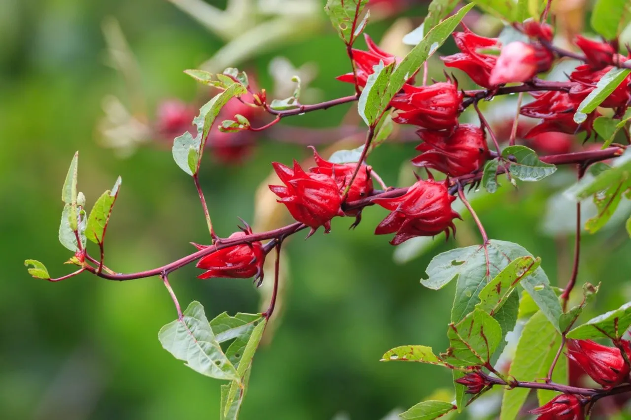 Roselle or kra-jeab daeng