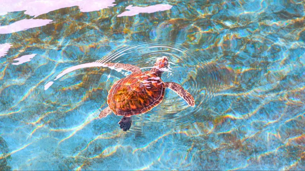 A sea turtle in sea turtle conservation center in Thailand