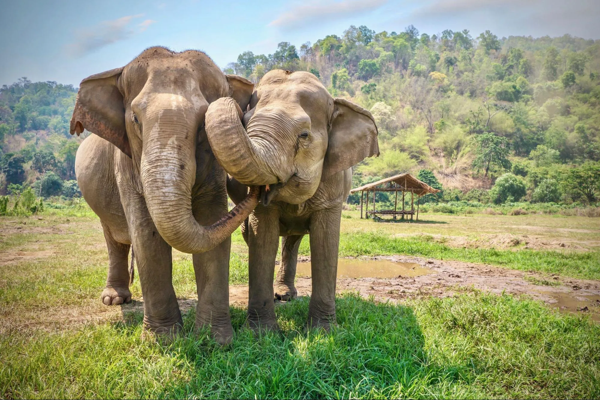 Thai elephants in a forest in Thailand