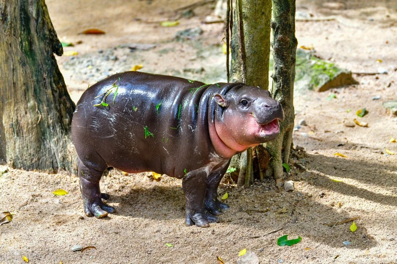 A female Pygmy hippo named Moo Deng in Khao Kheow Open Zoo in Chonburi Thailand