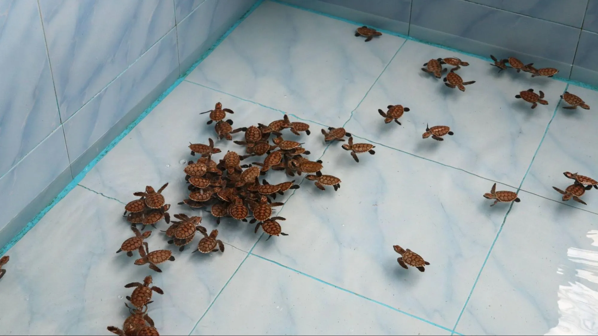 Sea turtles in sea turtle conservation center in Thailand