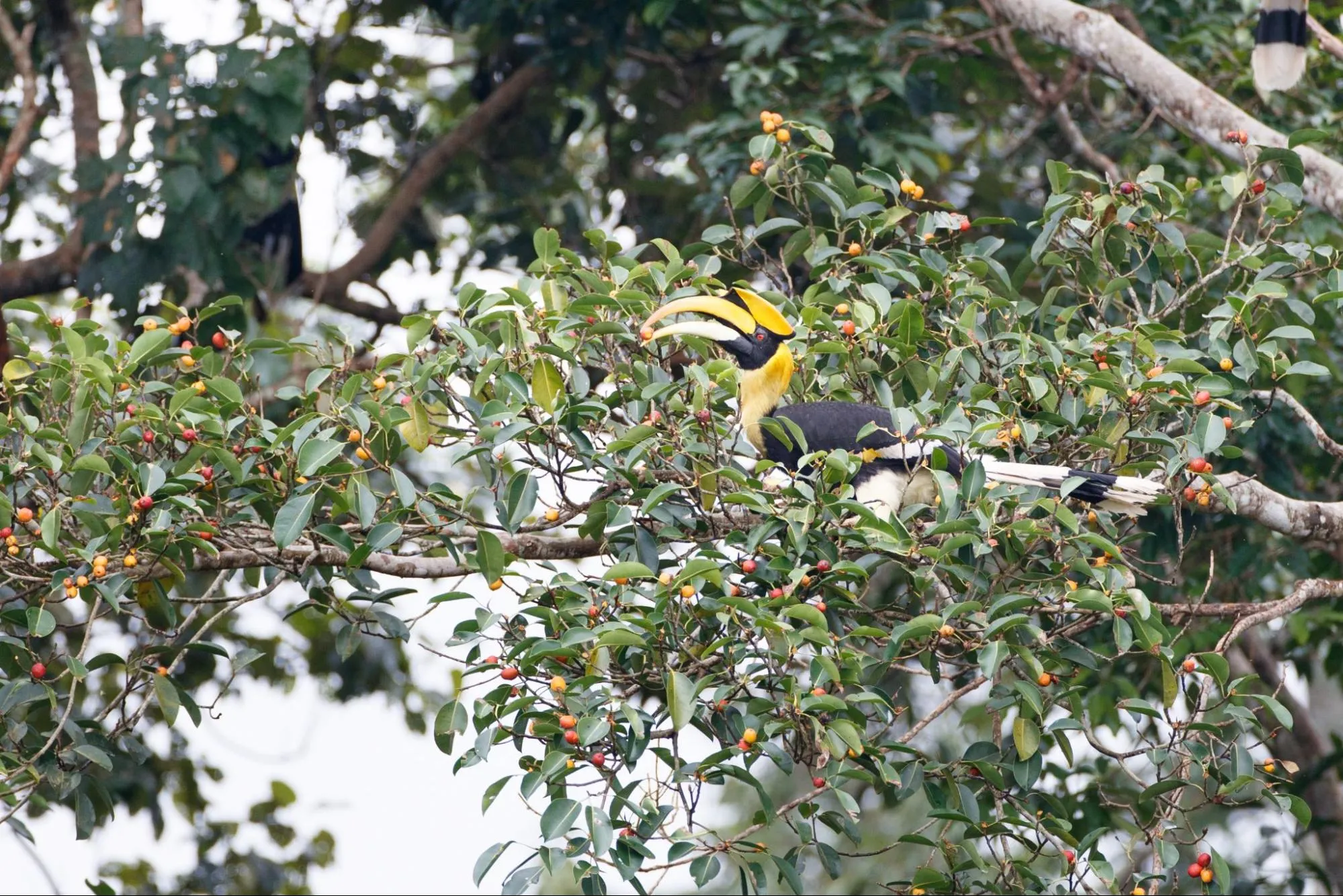 Hornbill bird in a forest in Thailand