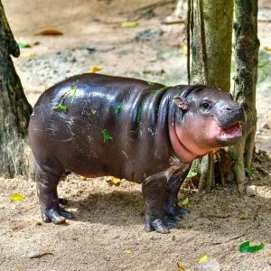A female Pygmy hippo named Moo Deng in Khao Kheow Open Zoo in Chonburi Thailand