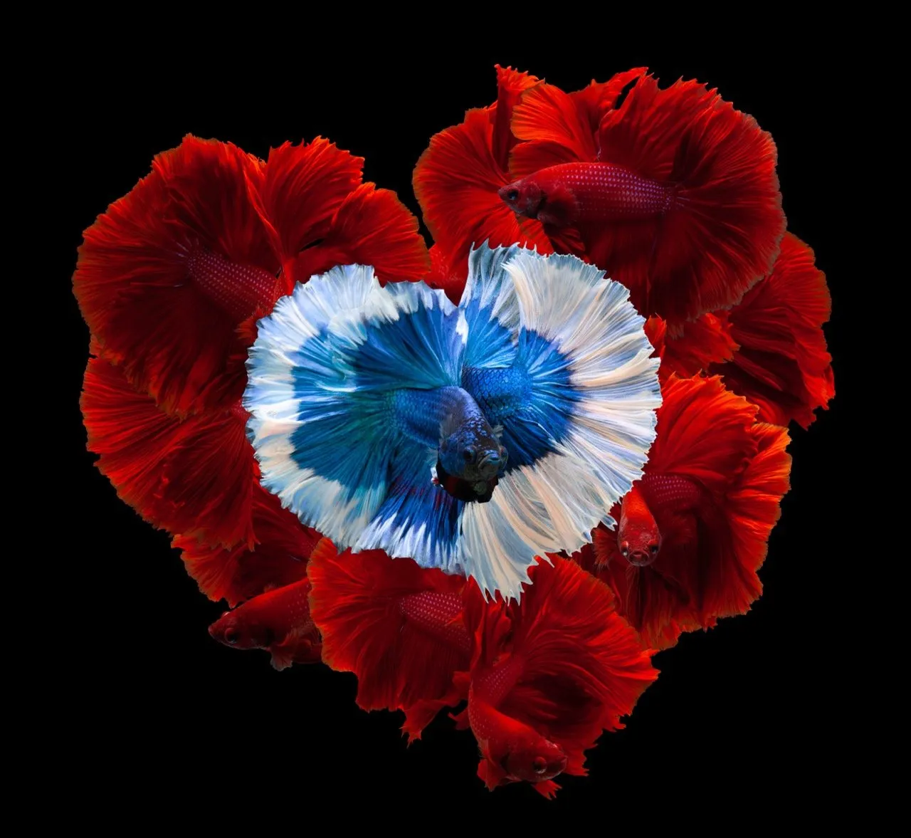 Betta fish, arranged in a heart shape with the colors of the Thai flag