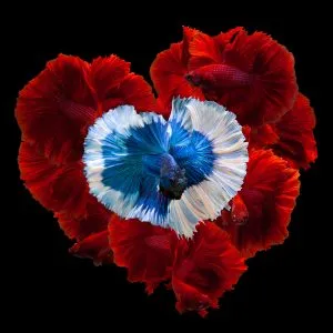 Betta fish, arranged in a heart shape with the colors of the Thai flag