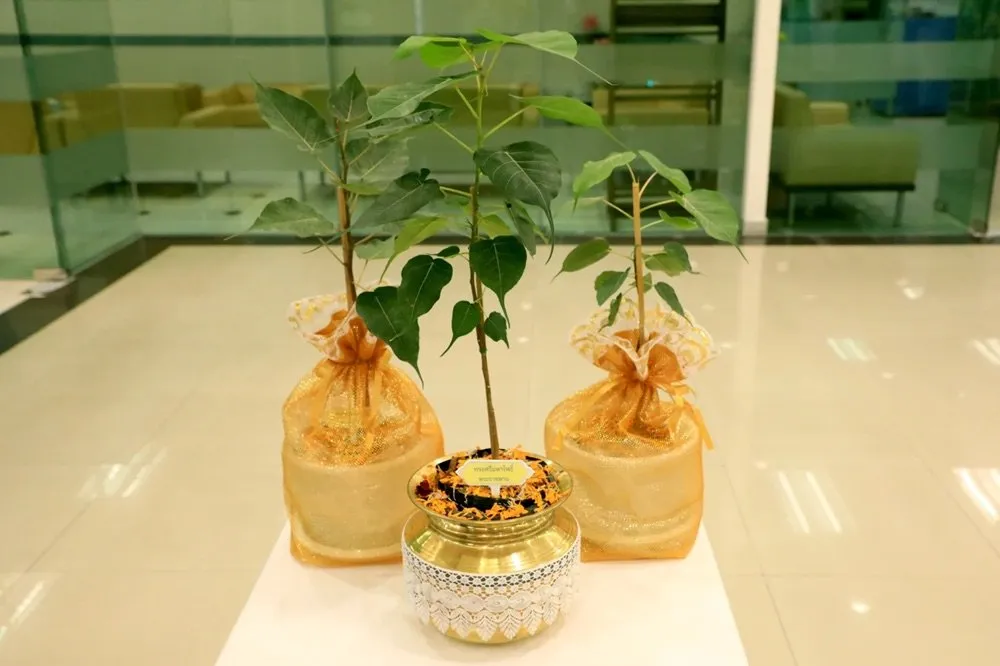 Saplings of the Bodhi tree