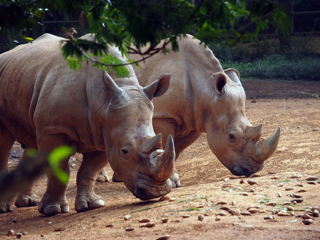 Javan rhino, also known as small one-horned rhino