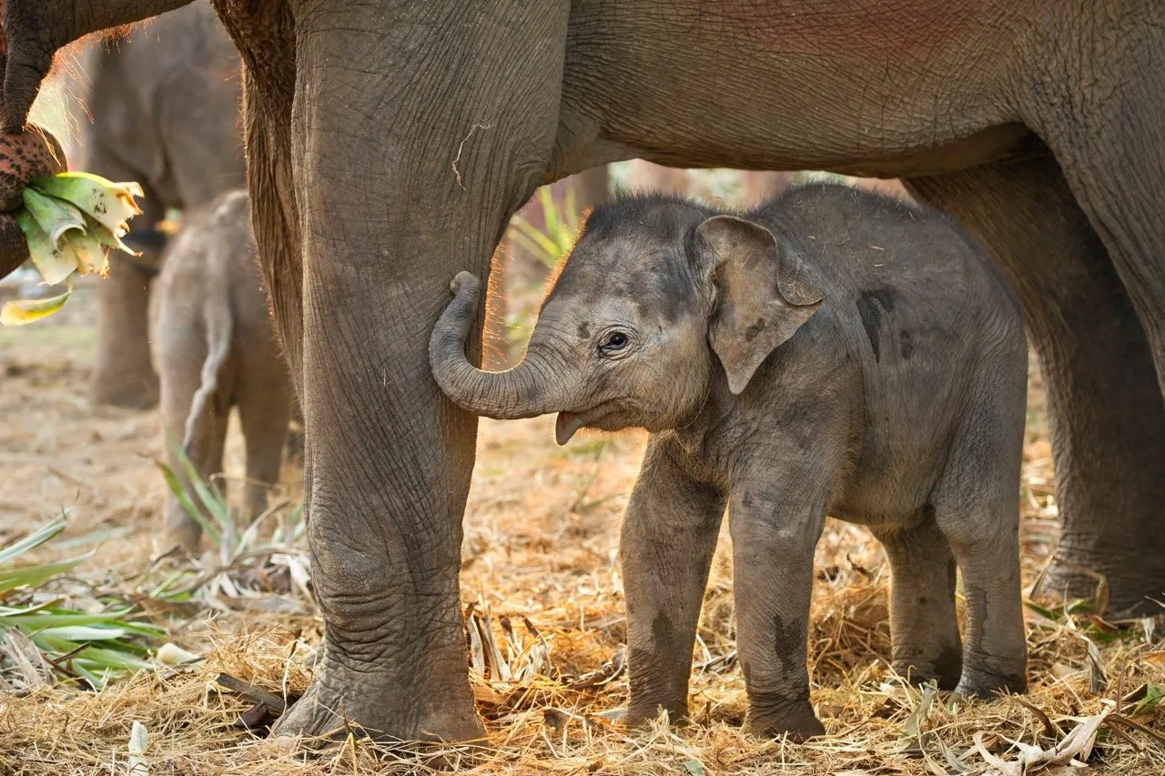 Baby elephant under mother elephant
