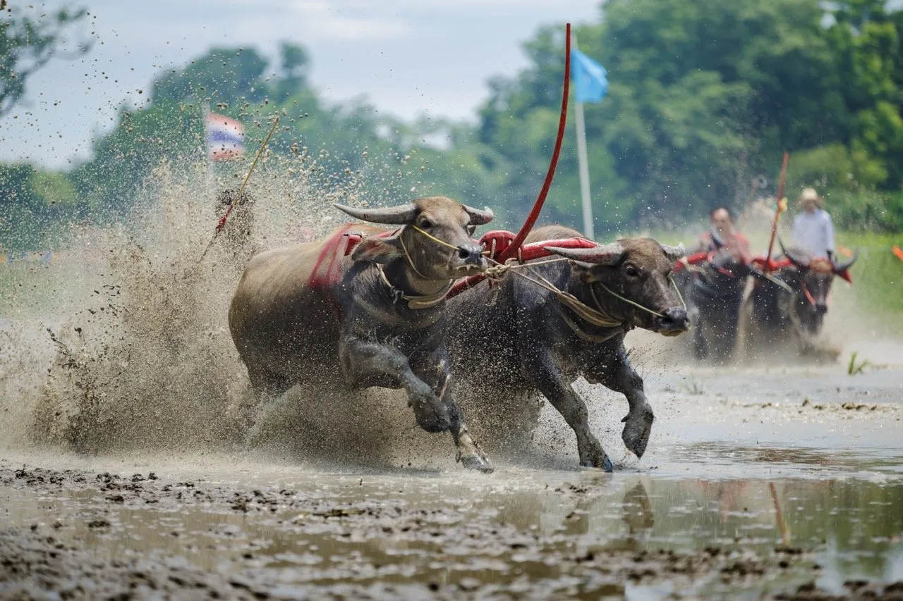 Buffalo Racing Festival