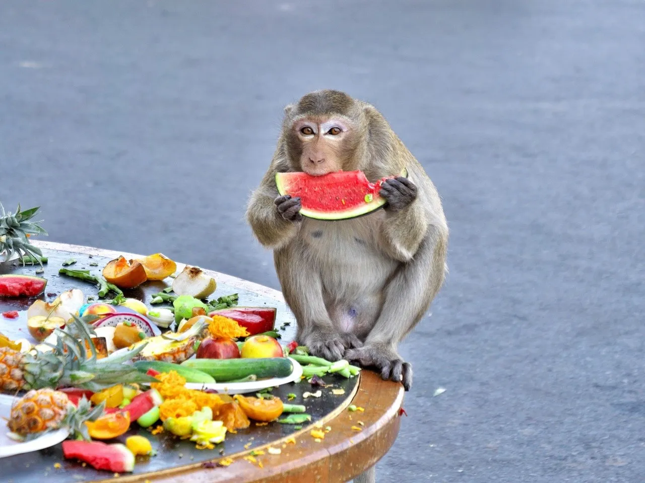Lopburi Monkey Festival