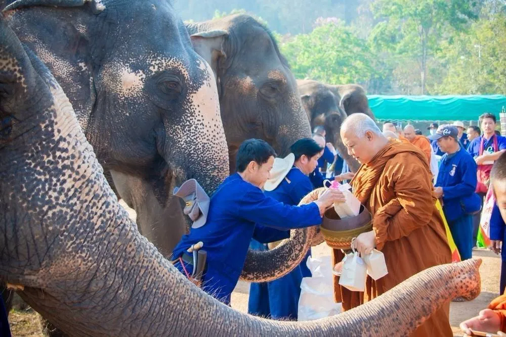 Thai elephant handlers giving alms to Buddhist monks on Thai Elephant Day