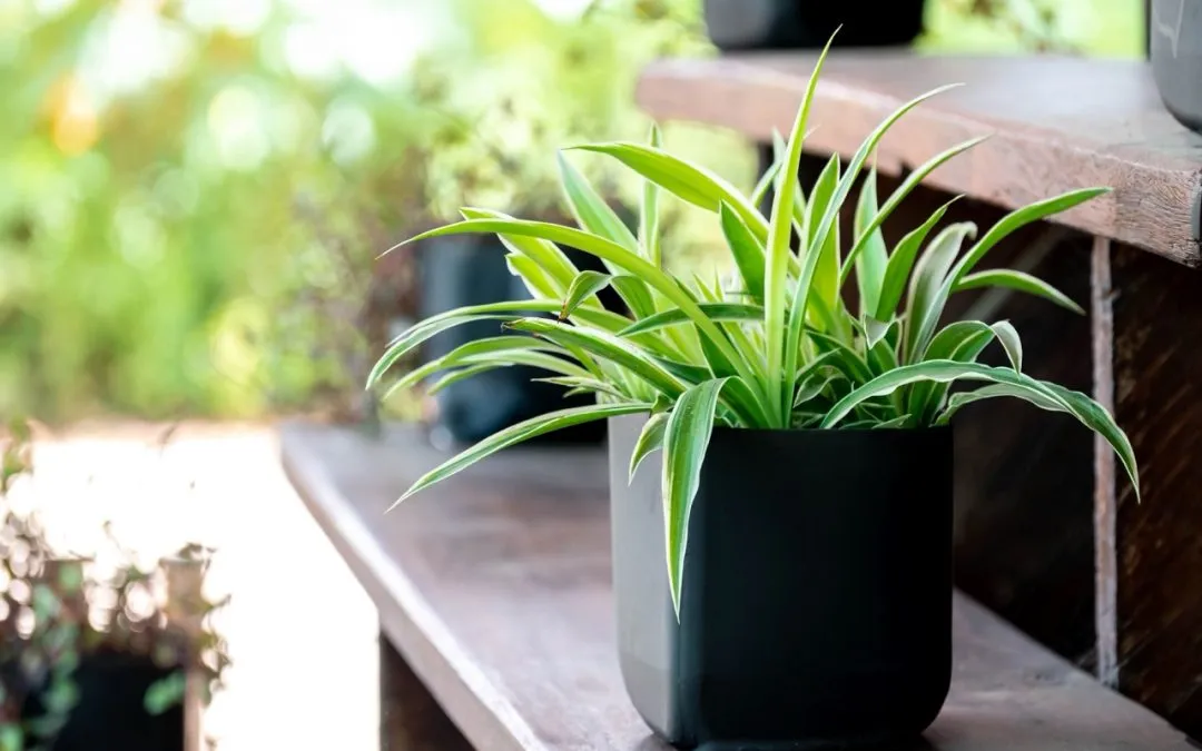 Easy House Plants Beloved by Thai Homeowners