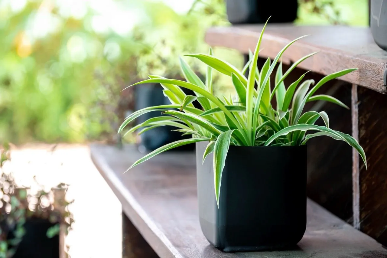 Chlorophytum plant