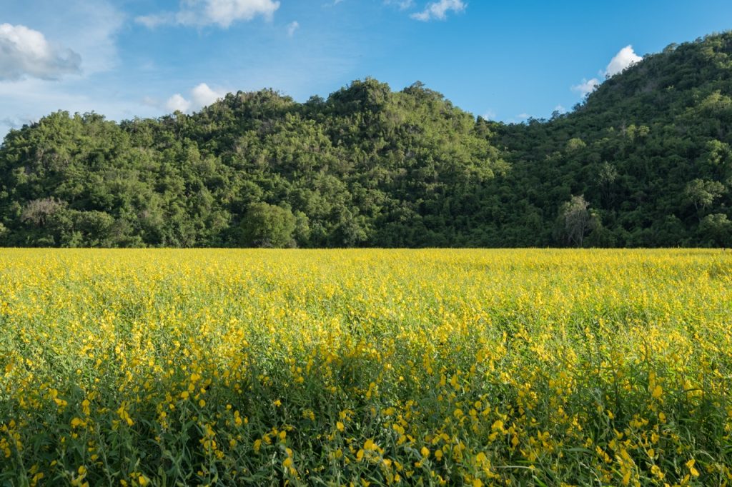 A field of Sunn hemp under the open blue sky