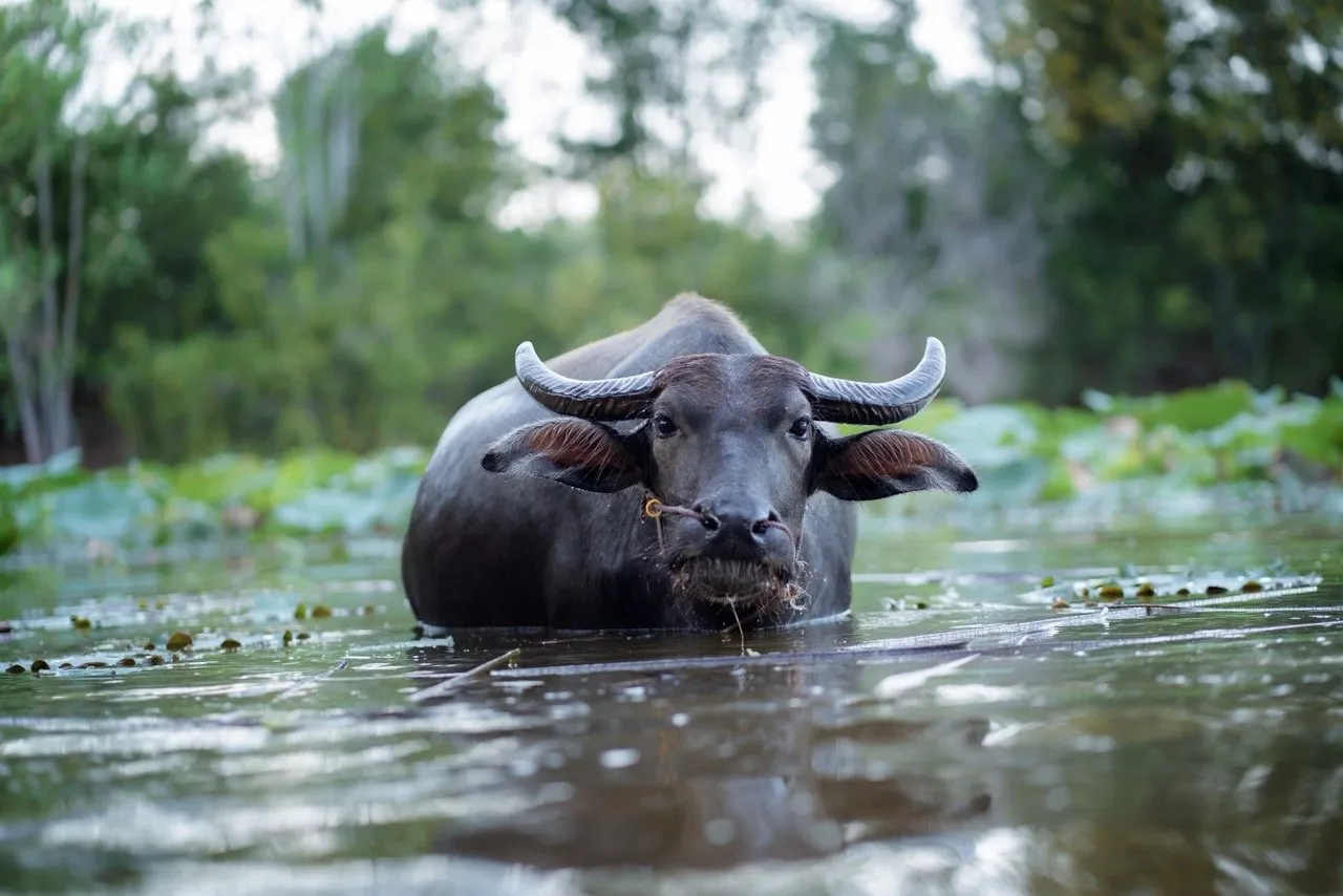 A Thai water buffalo standing in the water