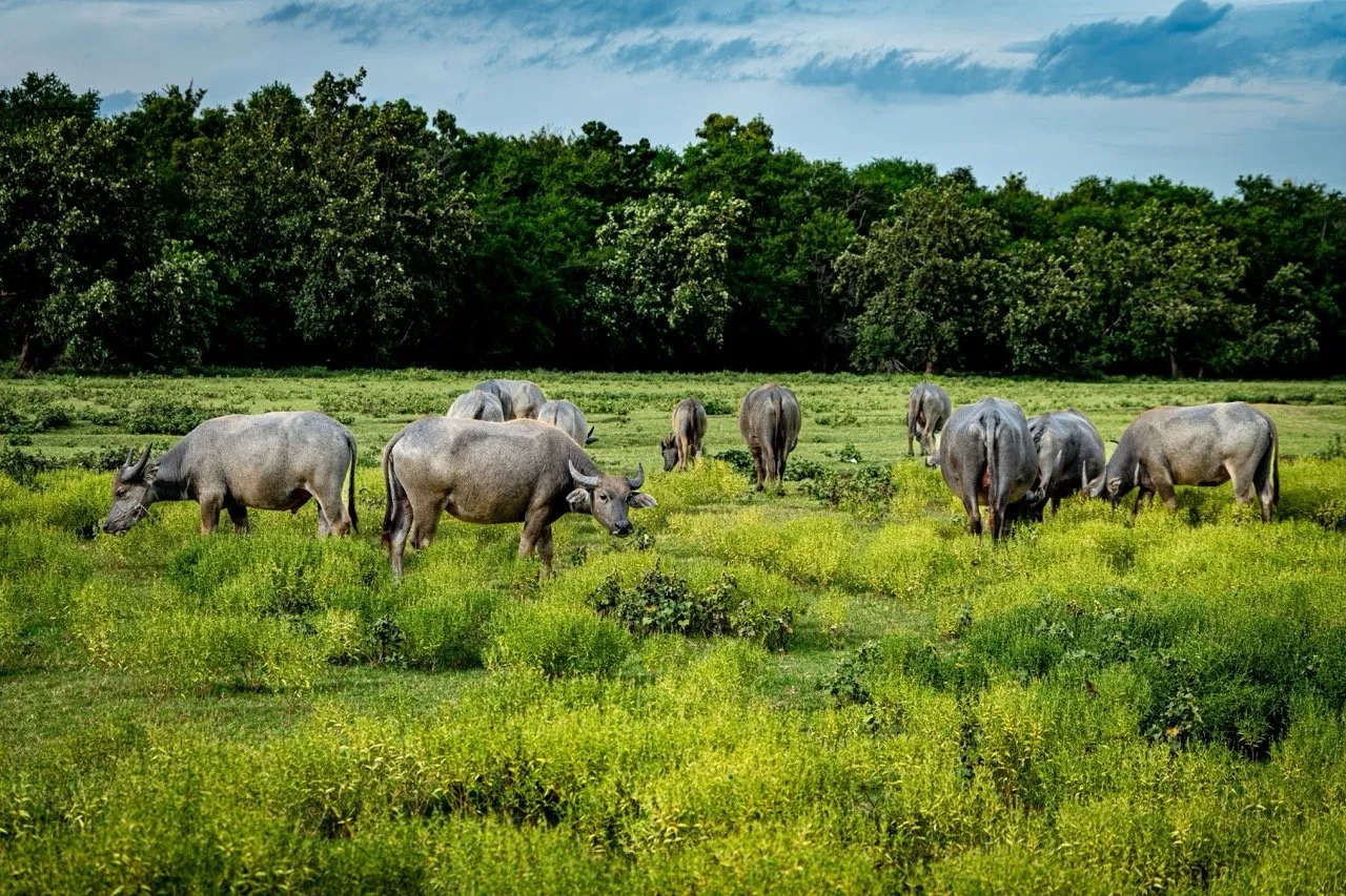 A herd of Thai water buffalo