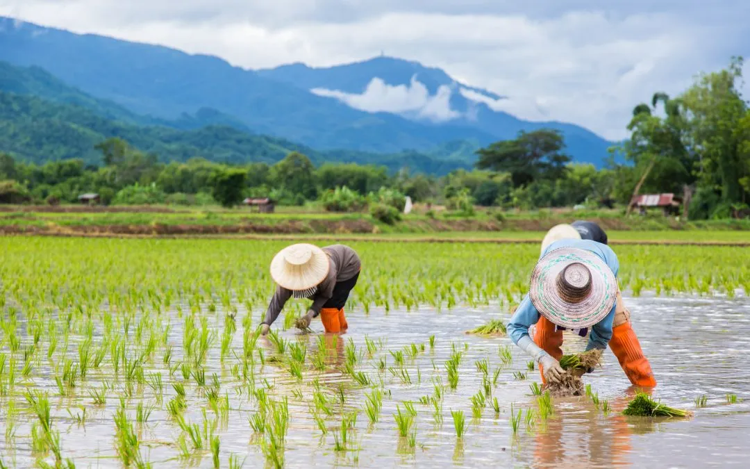 Thai agriculture brings silver linings amid shifting trade landscape