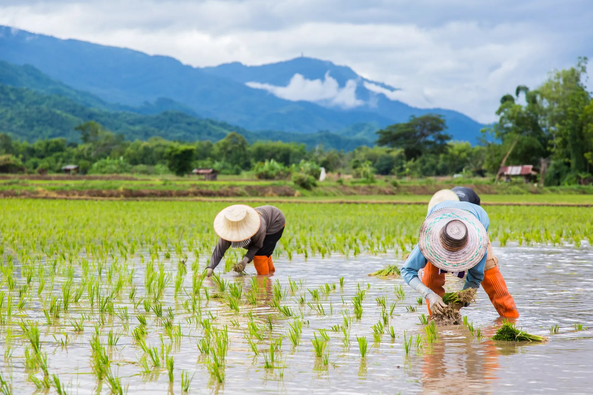 Thai farmers planting rice in the rice field