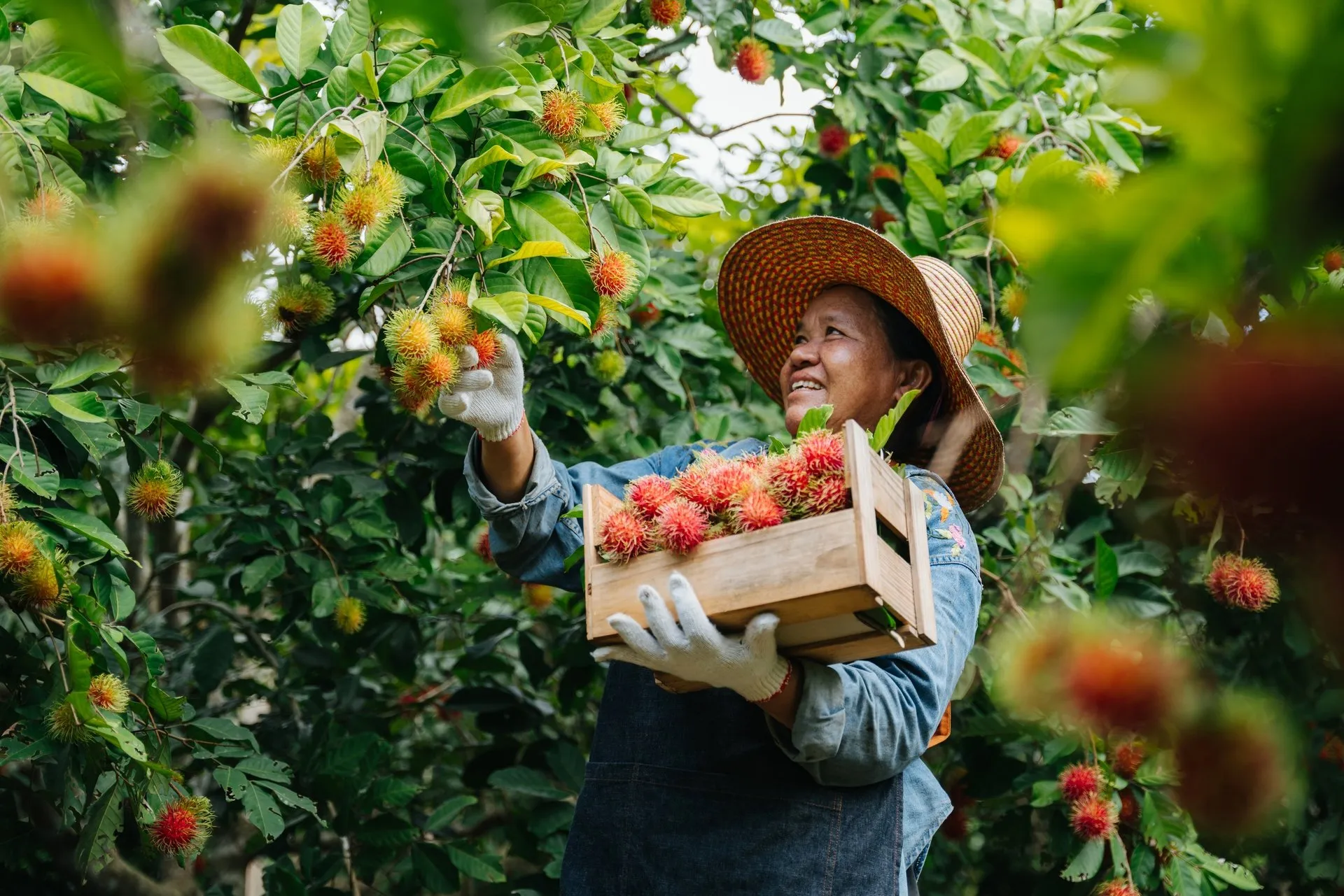 Asian farmer harvesting fresh rambutan