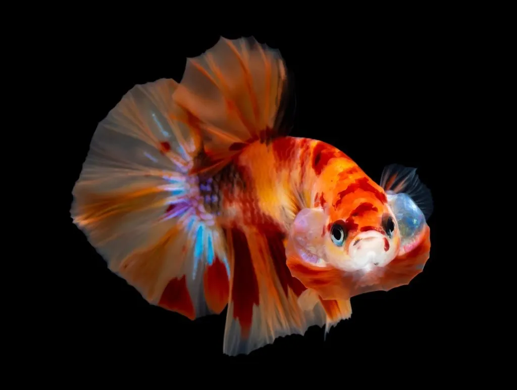 Multi-colored betta fish on black background