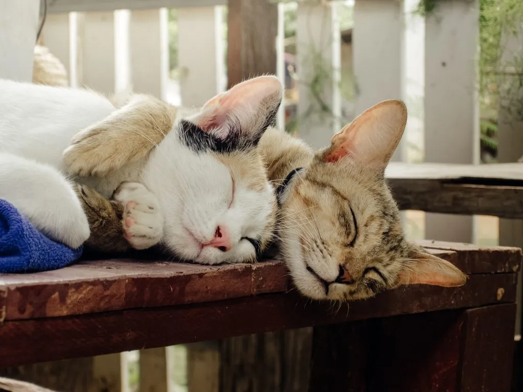 Two Thai cats cuddling on a bench.