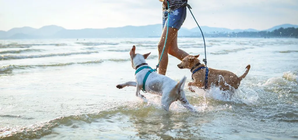 Two Thai dogs frolicking on a Thai beach with their owner.