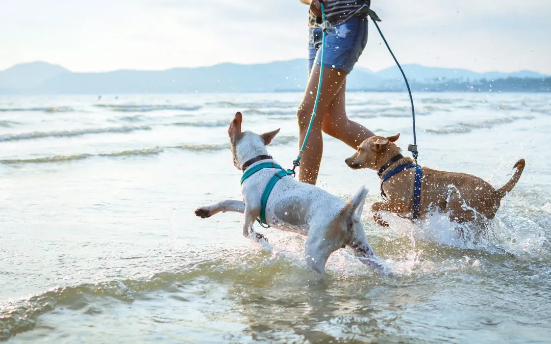 Thailand’s pet economy is booming, and businesses are catching up